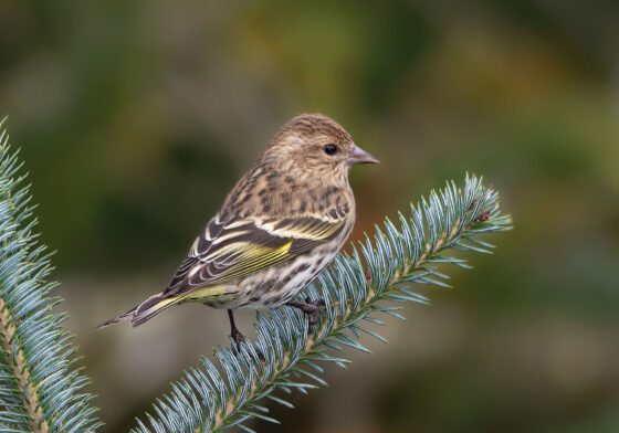 Pine siskins: A welcome sight in the Adirondacks this winter