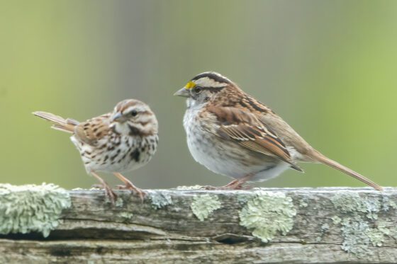 Report: Mountain bird numbers see dramatic dip