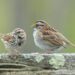 Two birds, a white-throated sparrow and song sparrow perched on wood.