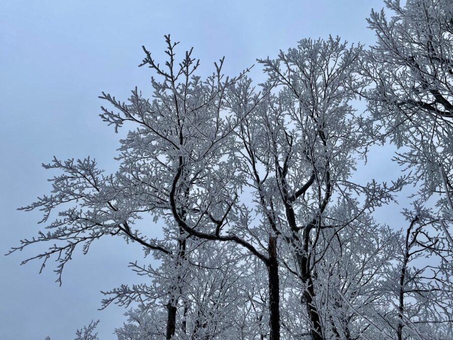 Ice on the Deerfield hardwoods.
