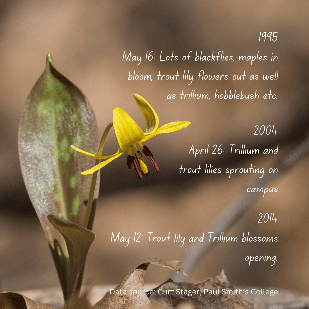 A trout lily with observations from past years on the plant.
