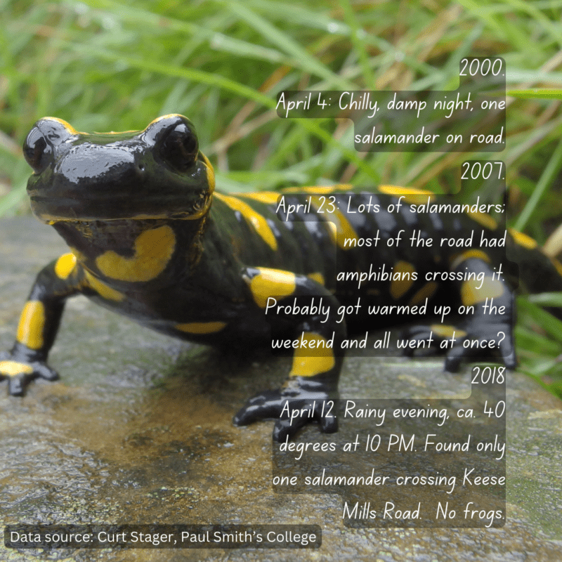 A spotted salamander with spring observations from past years on the animal
