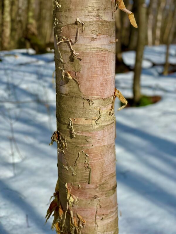 rose-colored tree