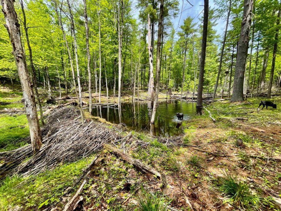 A late spring view of a beaver pond near the West Branch access trail.
