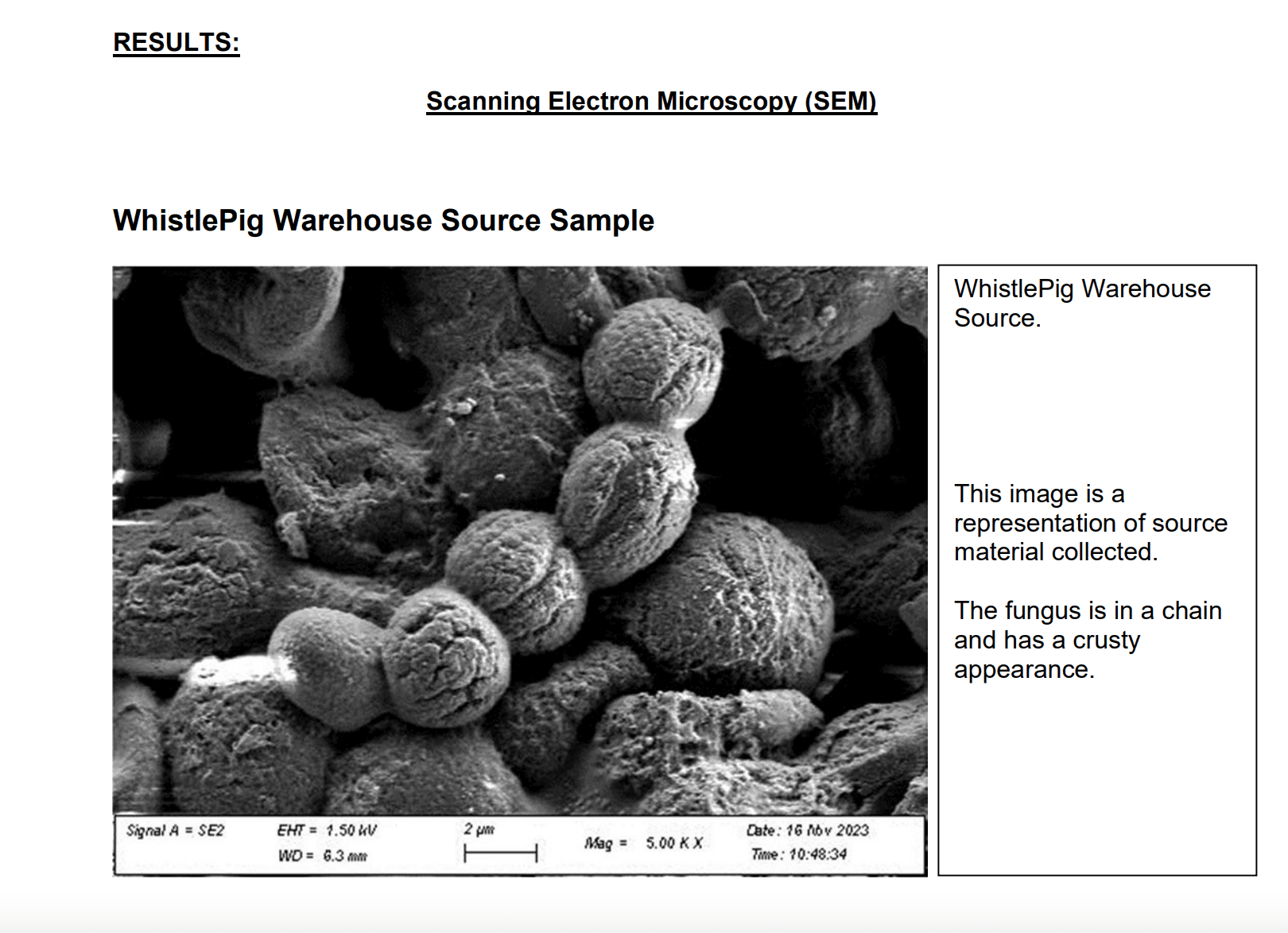 This screenshot shows a scanning electron microscope photo of the fungus from WhistlePig Whiskey from a state Department of Environmental Conservation report.