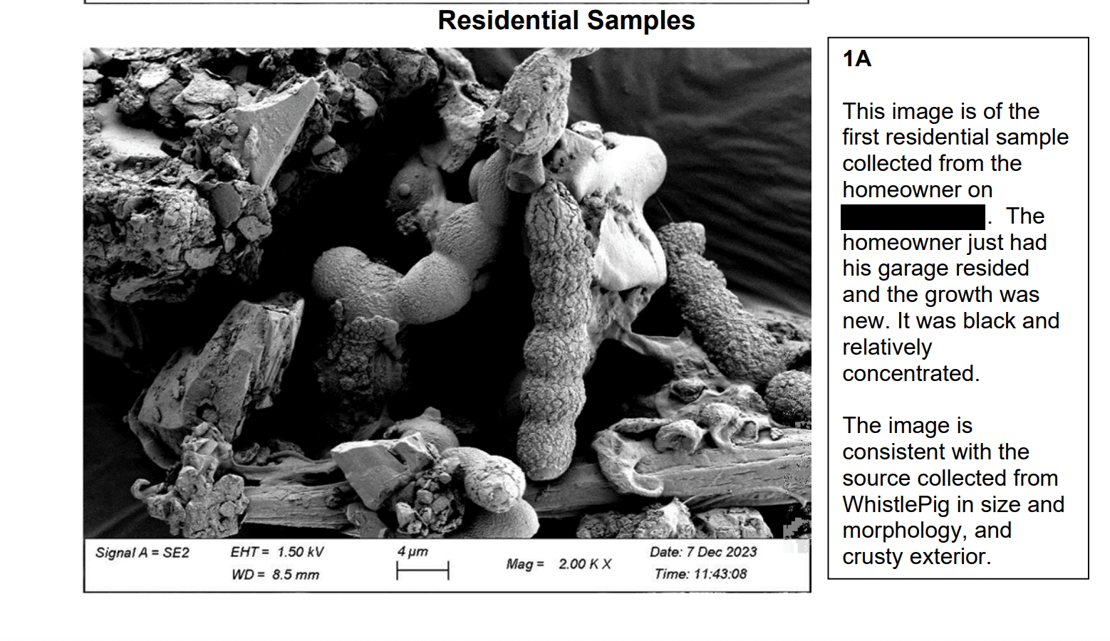 This screenshot shows a scanning electron microscope photo of the fungus on a Moriah home from a state Department of Environmental Conservation report.
