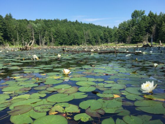 How preserving land protects Lake George’s waters