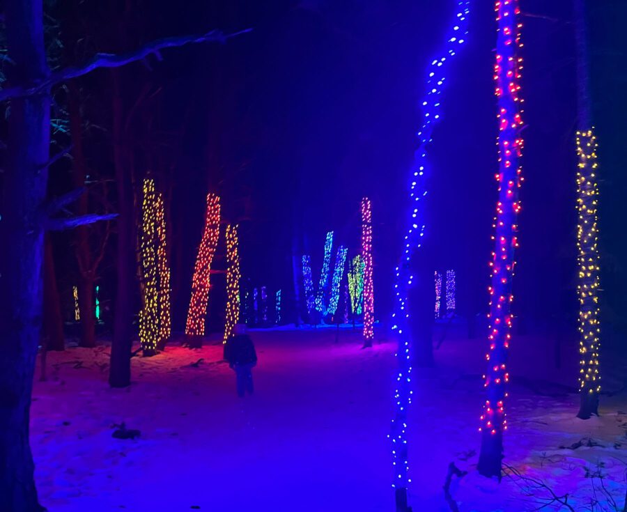 lights on trees in winter