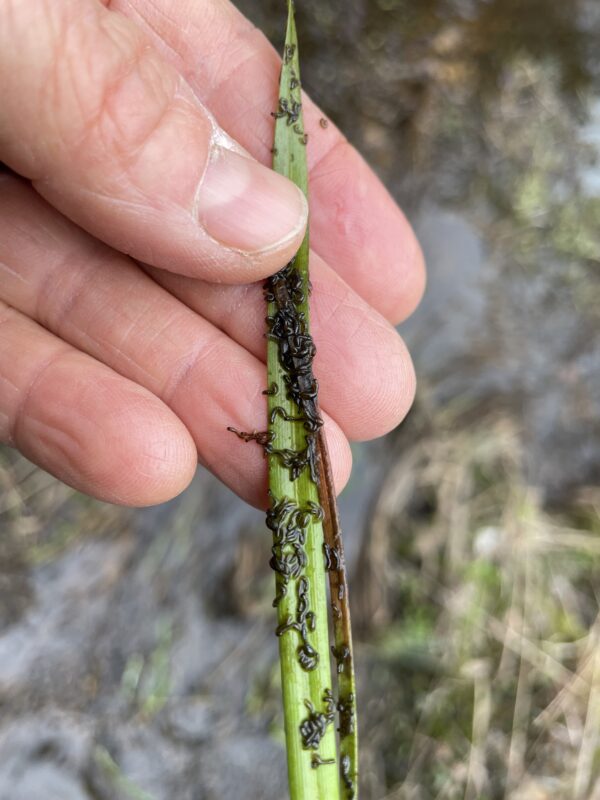 black fly larvae