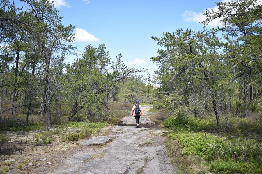 A hiker walking the pine barrens trail in the Flat Rock area near the Million Dollar Dam