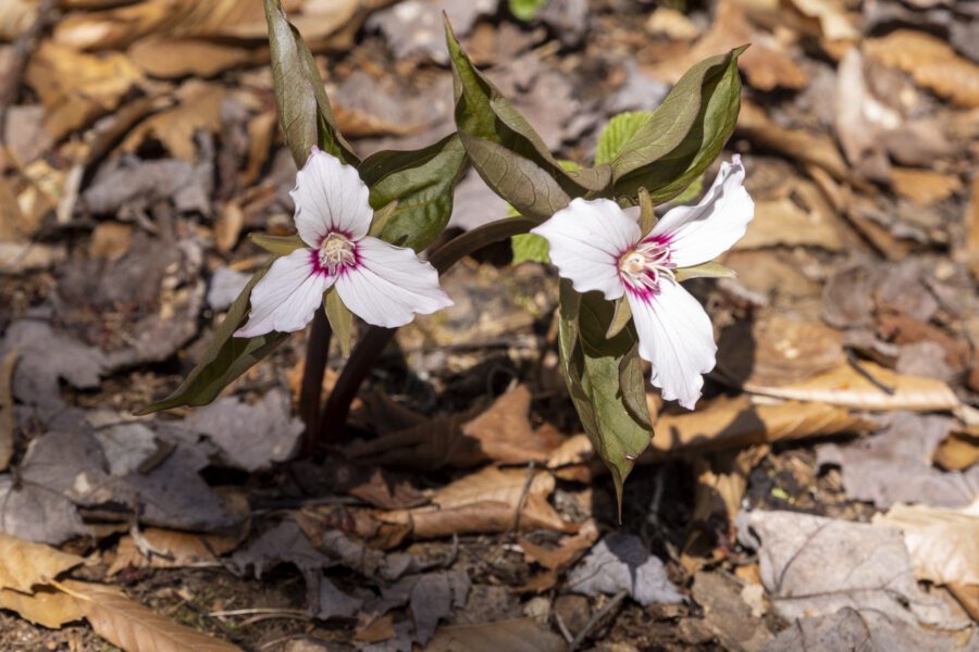 painted trilliums