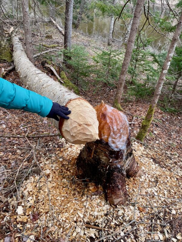 Beaver activity on the Boreas this spring.