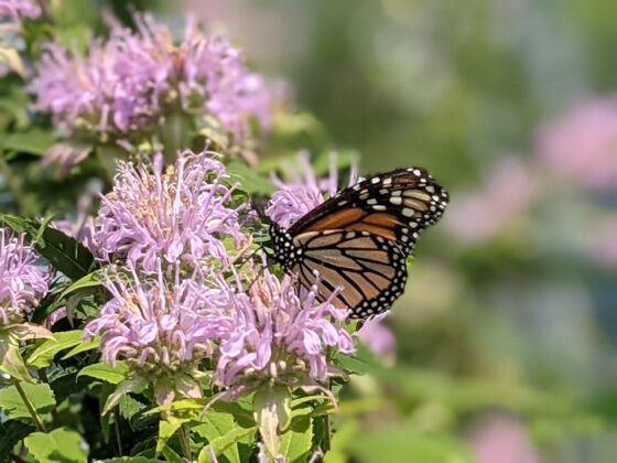 What you can do to help pollinators in the Adirondacks