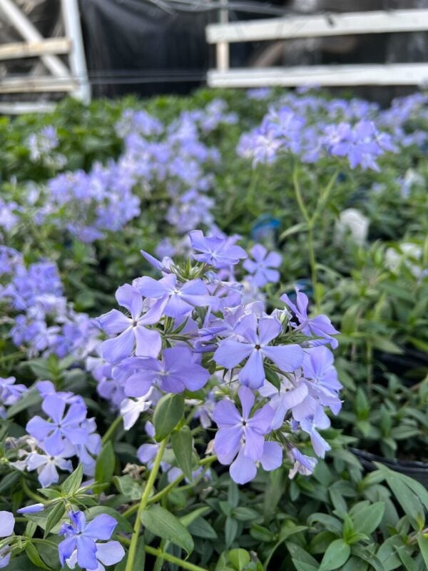 Blue Moon Woodland Phlox is a plant friendly to pollinators