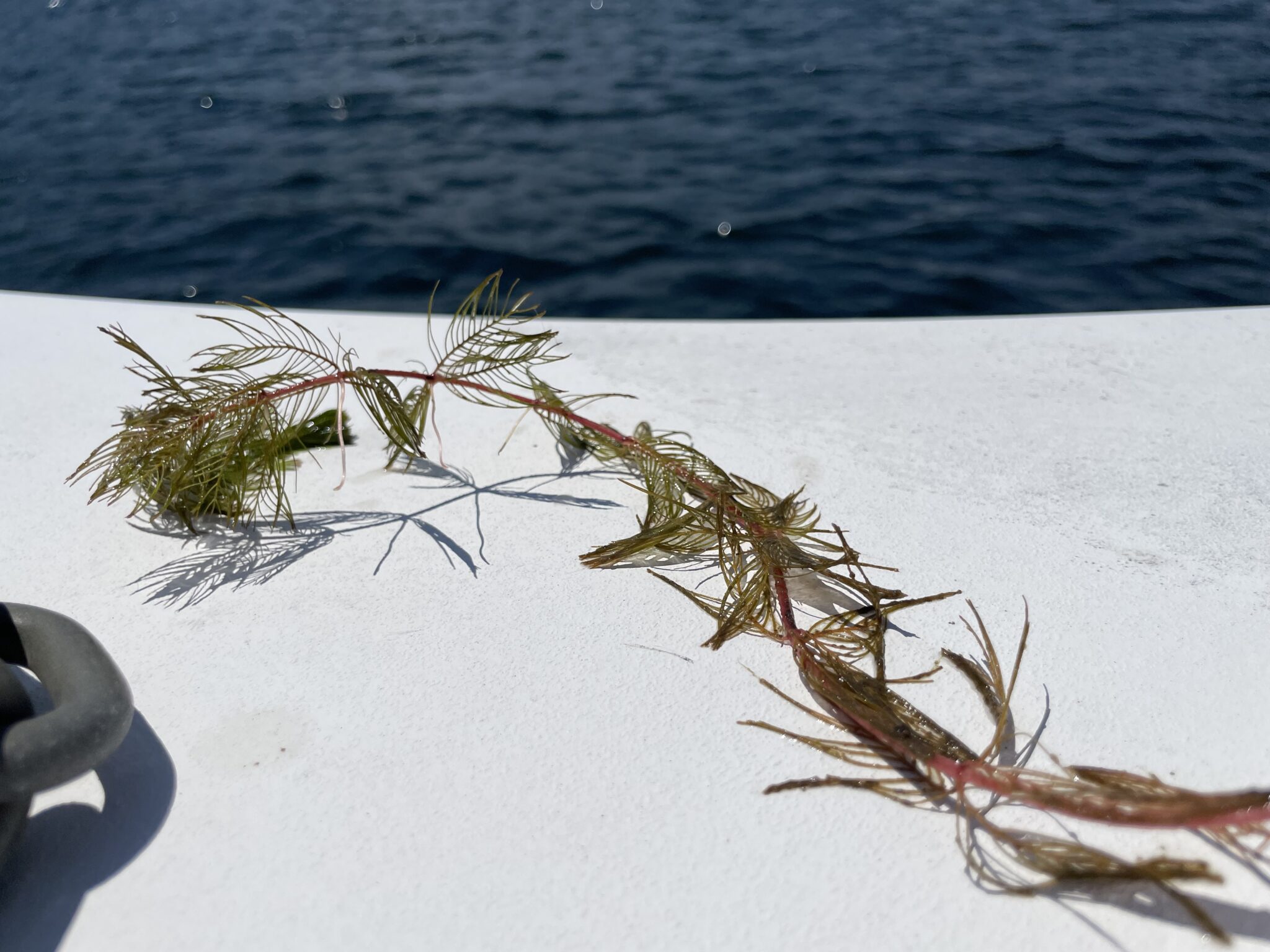 Eurasian watermilfoil