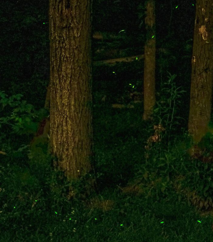 fireflies at night