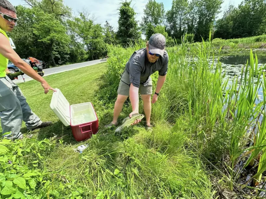 man stocking a pond with fish that will eat invasive goldfish