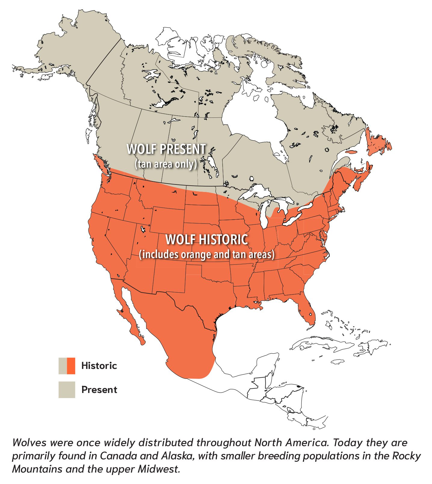 Graphic courtesy of the New York State Museum in Albany for its exhibit: "Canine Contrasts: Unraveling Wolves and Coyotes in New York."
