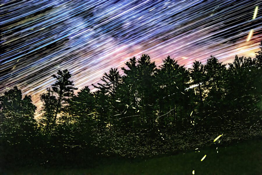 Fireflies in a backyard