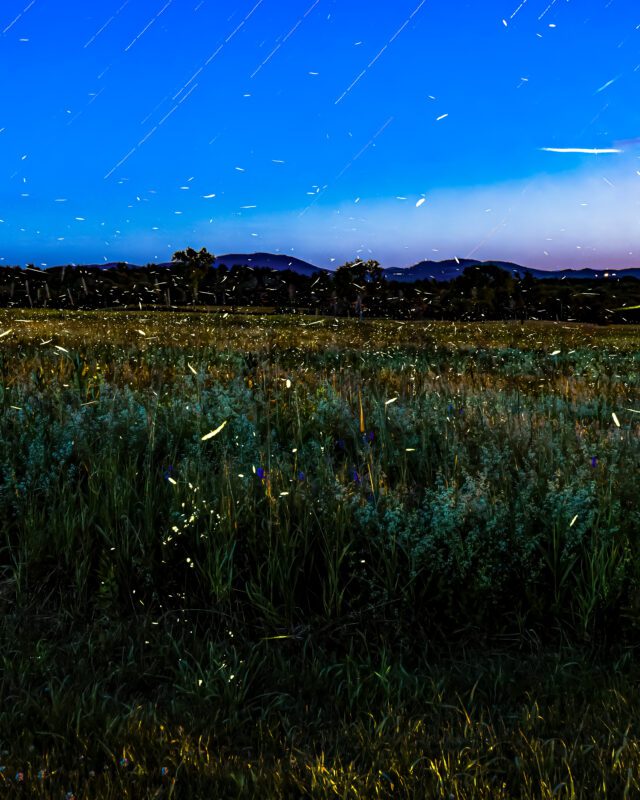 Fireflies at night in the Adirondacks
