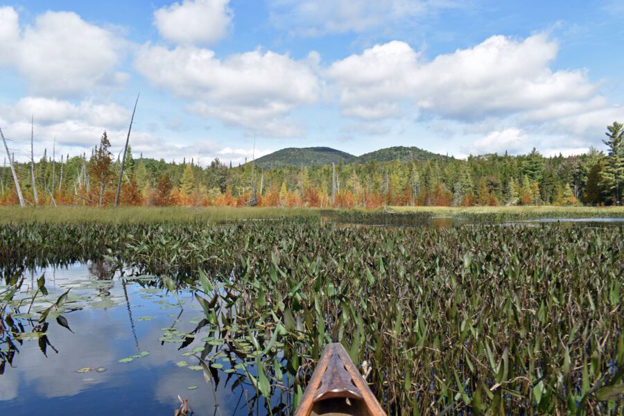 Canoe on a lake overgrown with pickerelweed.