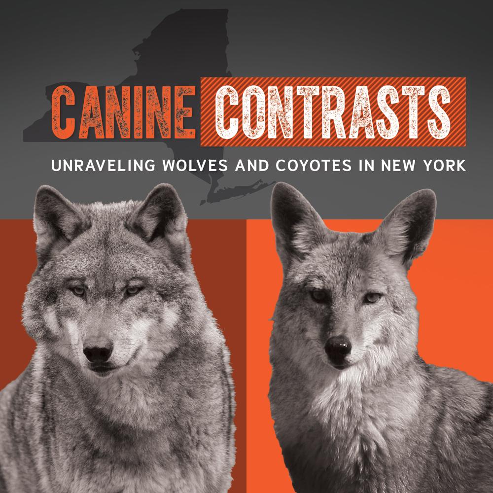 Graphic courtesy of the New York State Museum in Albany for its exhibit: "Canine Contrasts: Unraveling Wolves and Coyotes in New York."