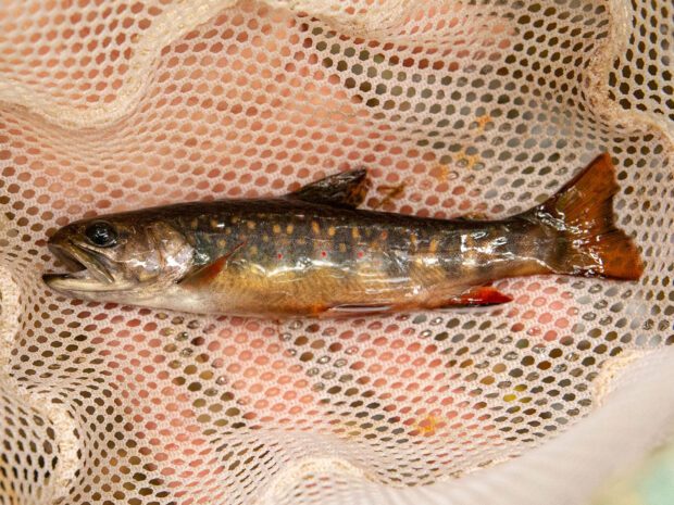 brook trout