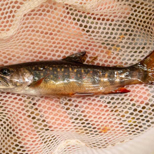brook trout