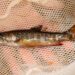 brook trout