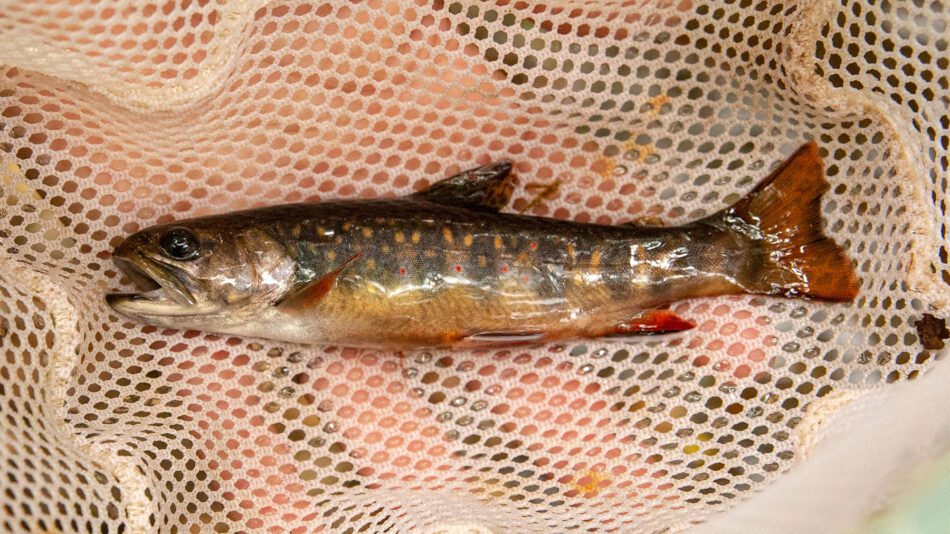 brook trout