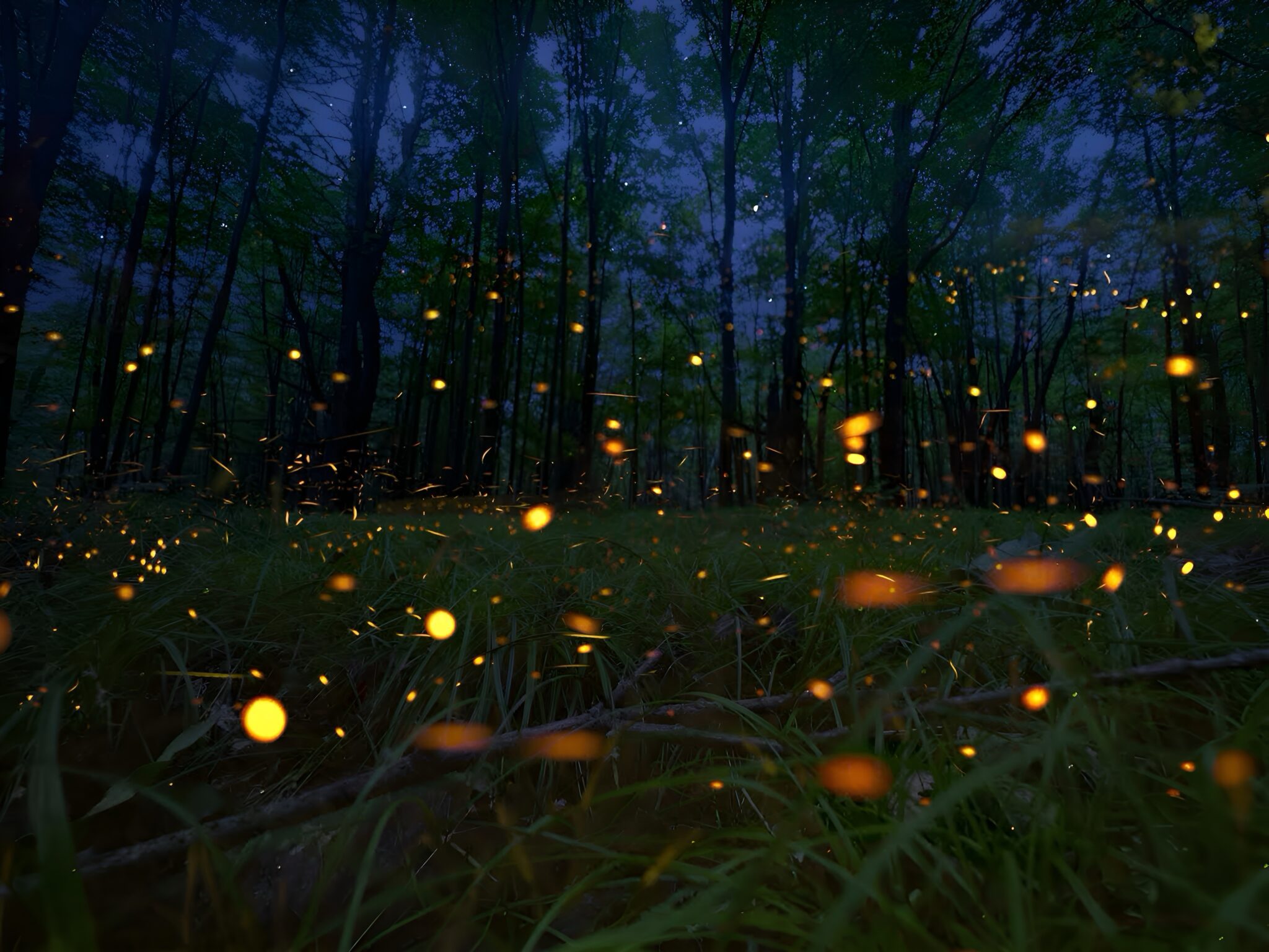 Fireflies