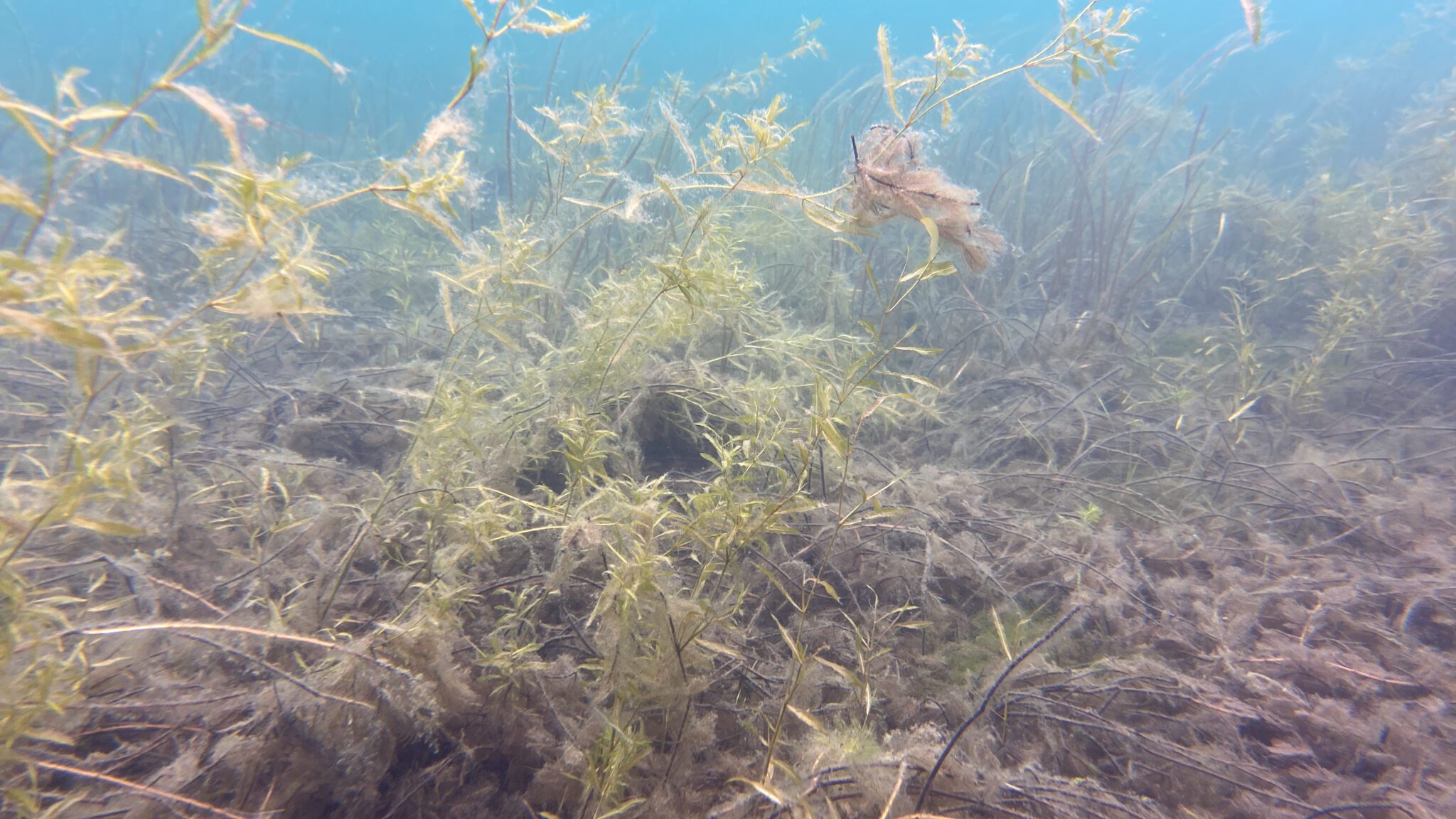 underwater plants