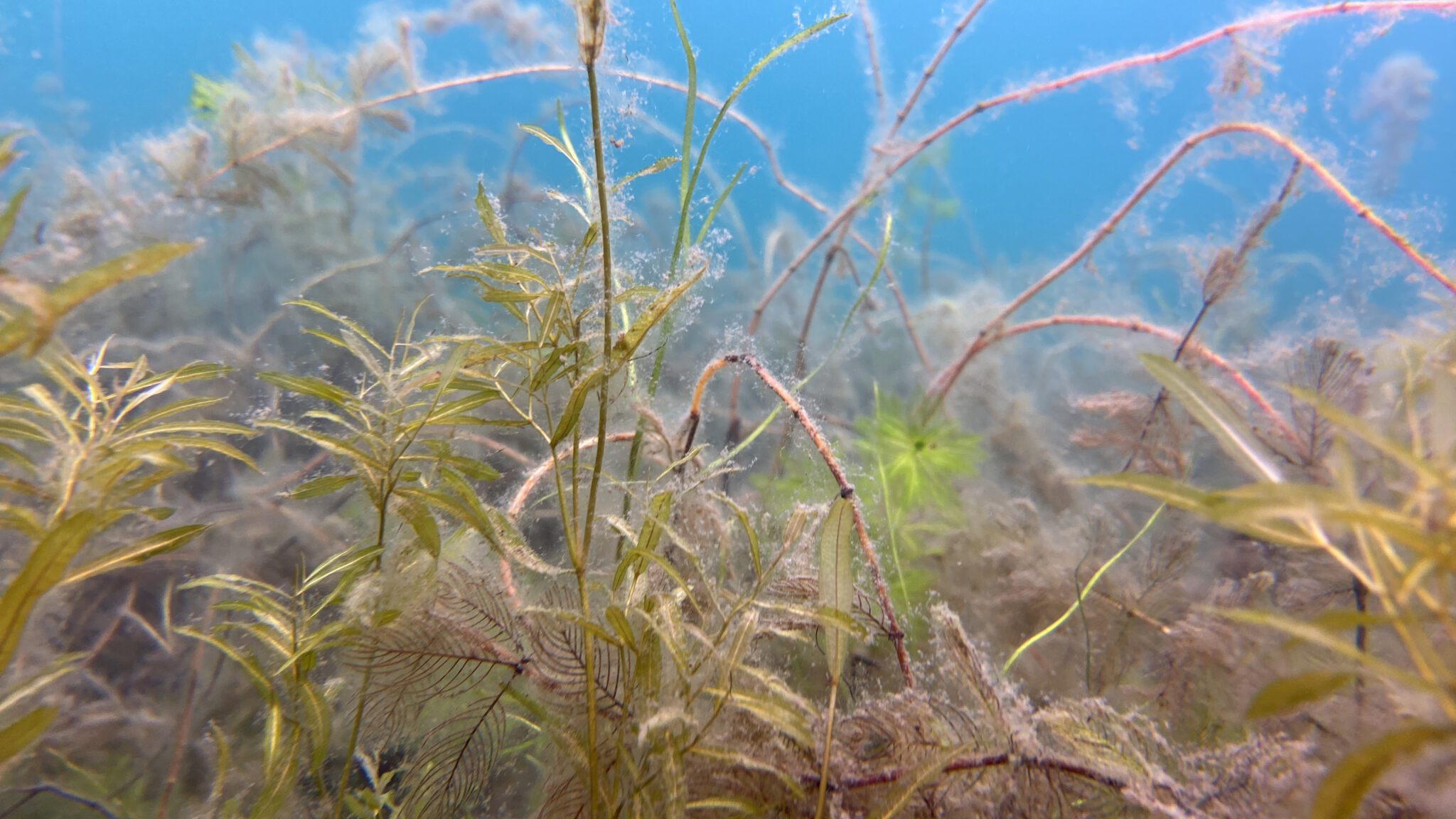 underwater plants