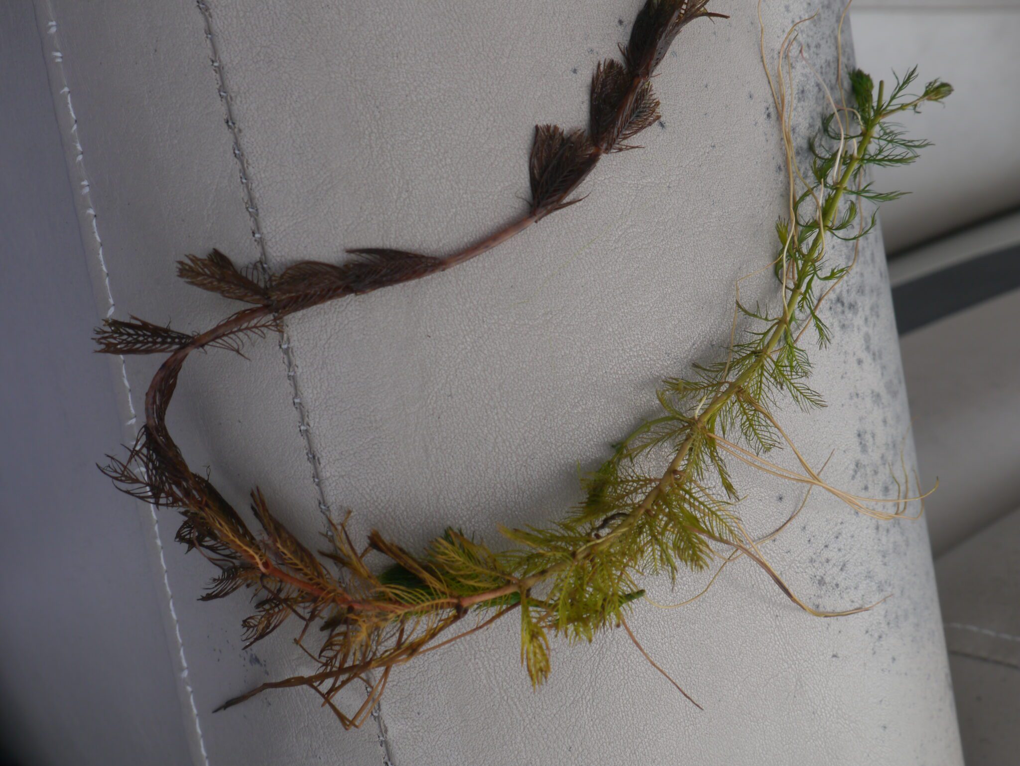 invasive milfoil from lake george