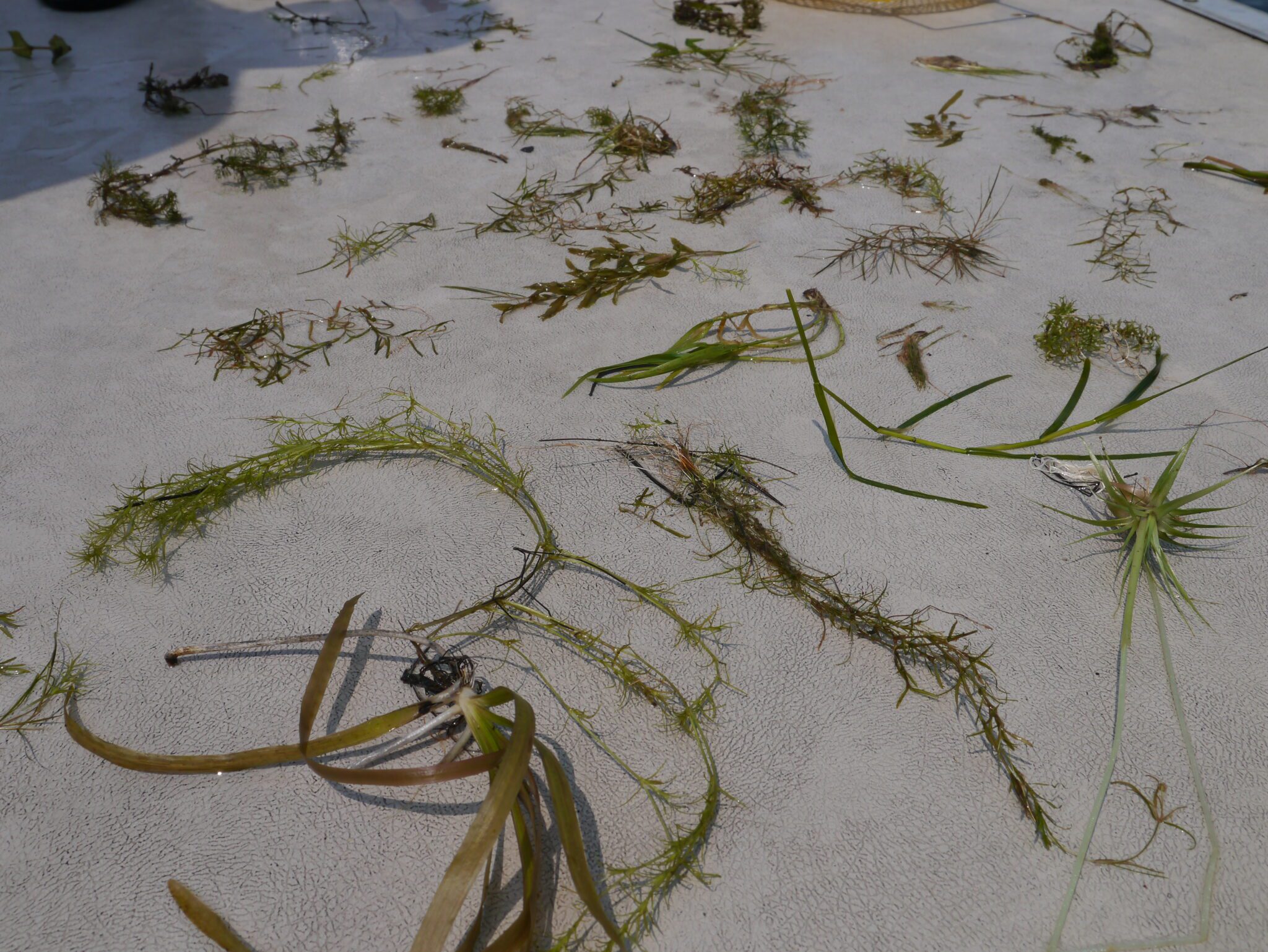native plants from lake george