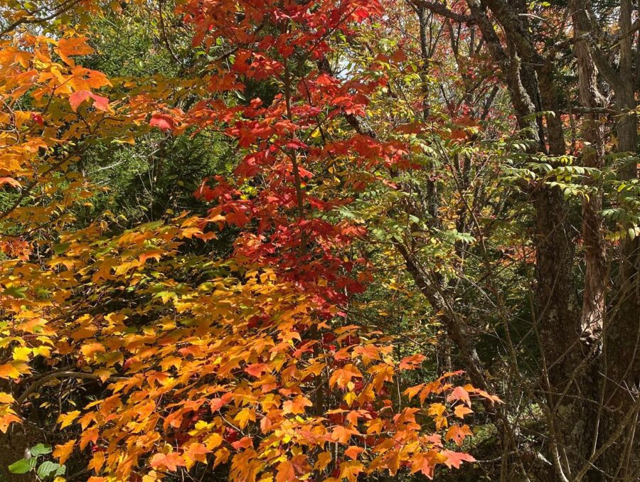 orange and red leaves
