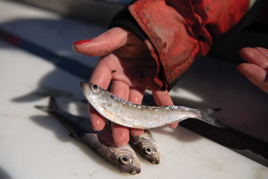 Hand holds a small silver fish