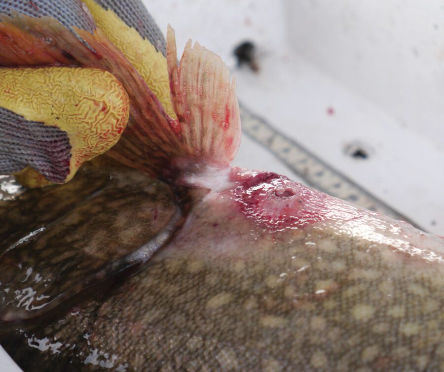 Sea lamprey wound on a lake trout