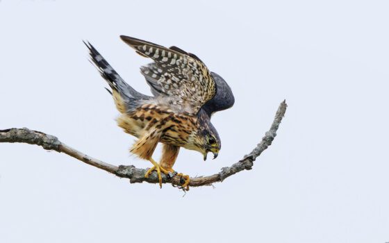 Merlin populations soar in the Adirondacks