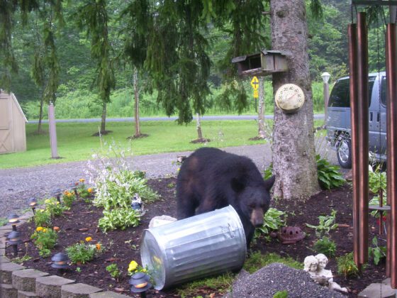 Why can’t we leave the bears alone?