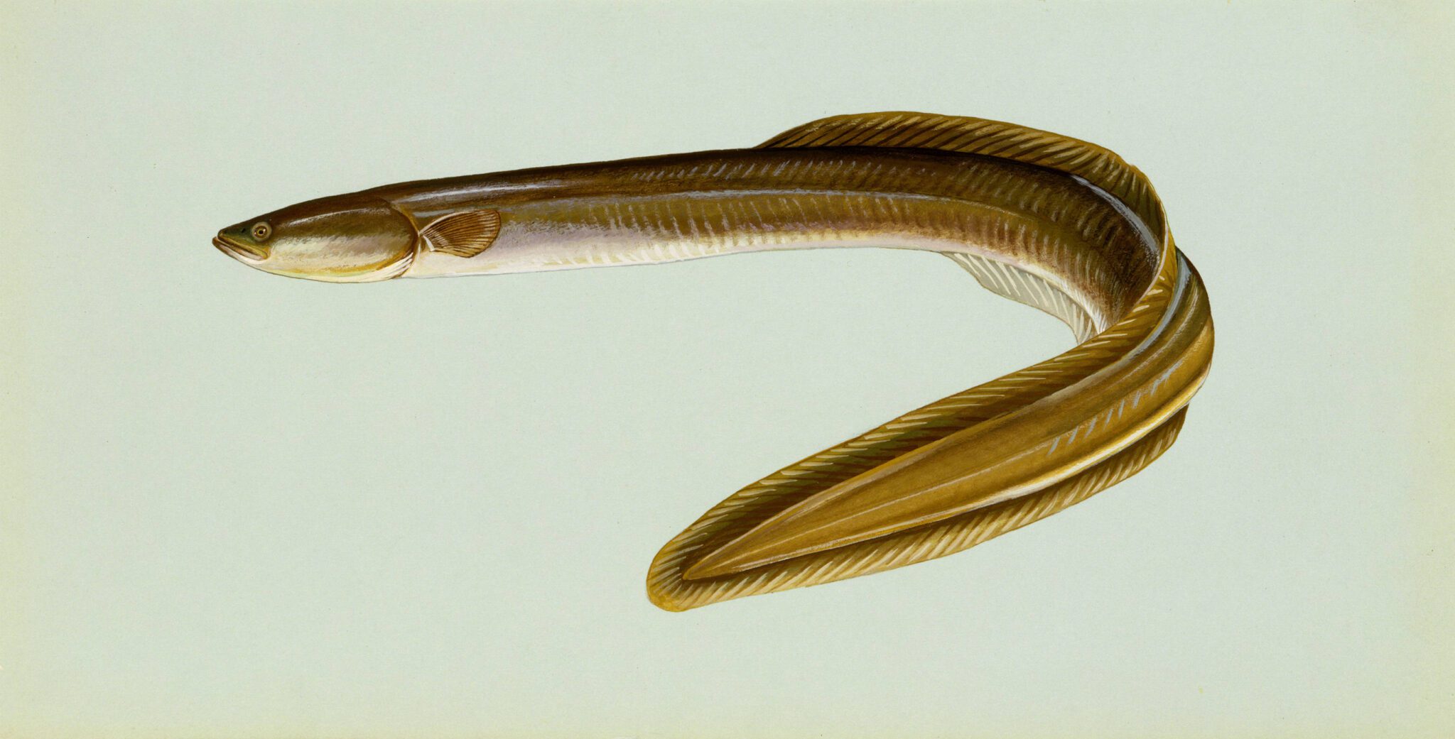 The American eel is the only species of freshwater eel found in North America. Image courtesy of U.S. Fish and Wildlife Service