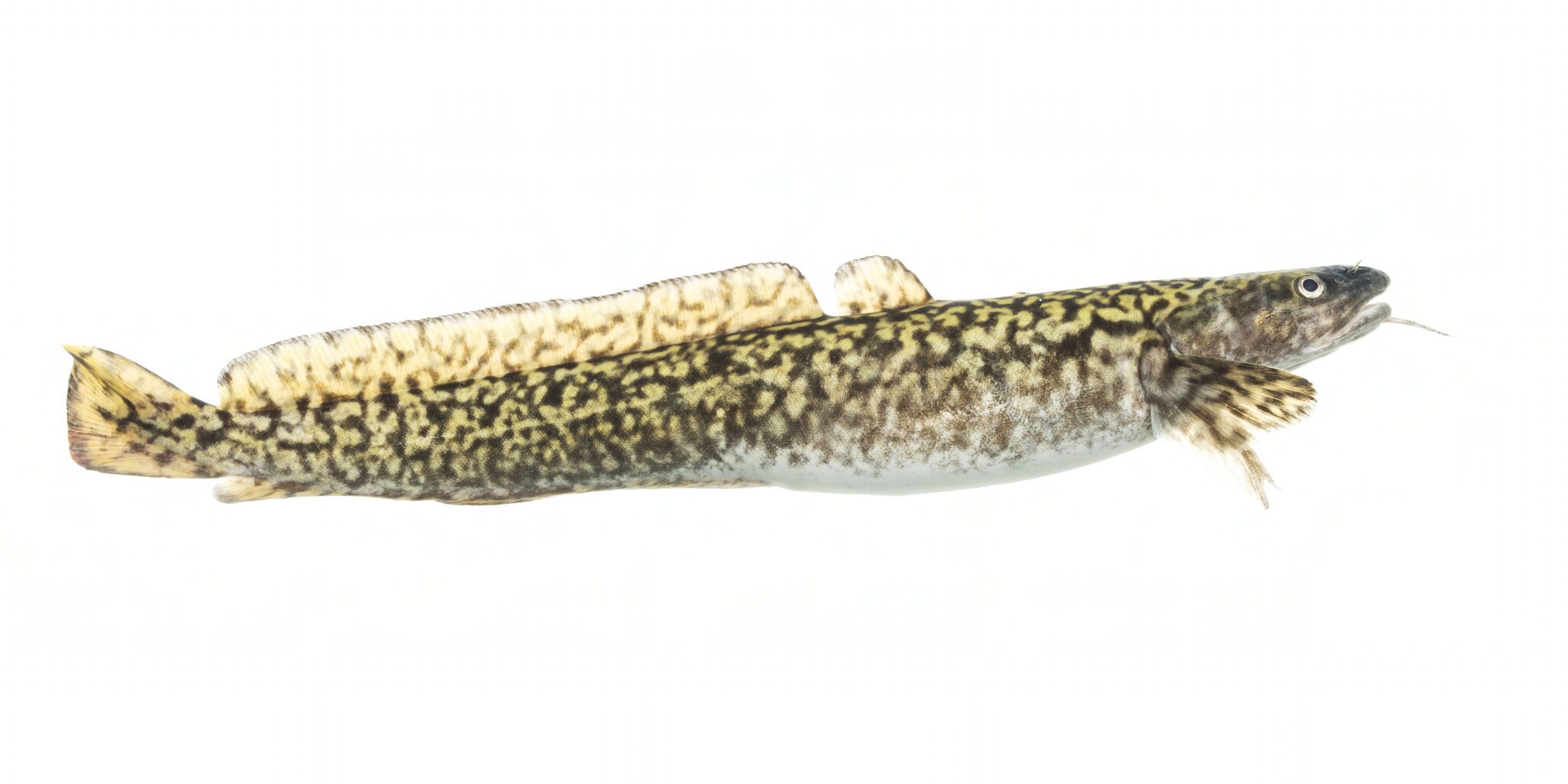 burbot fish