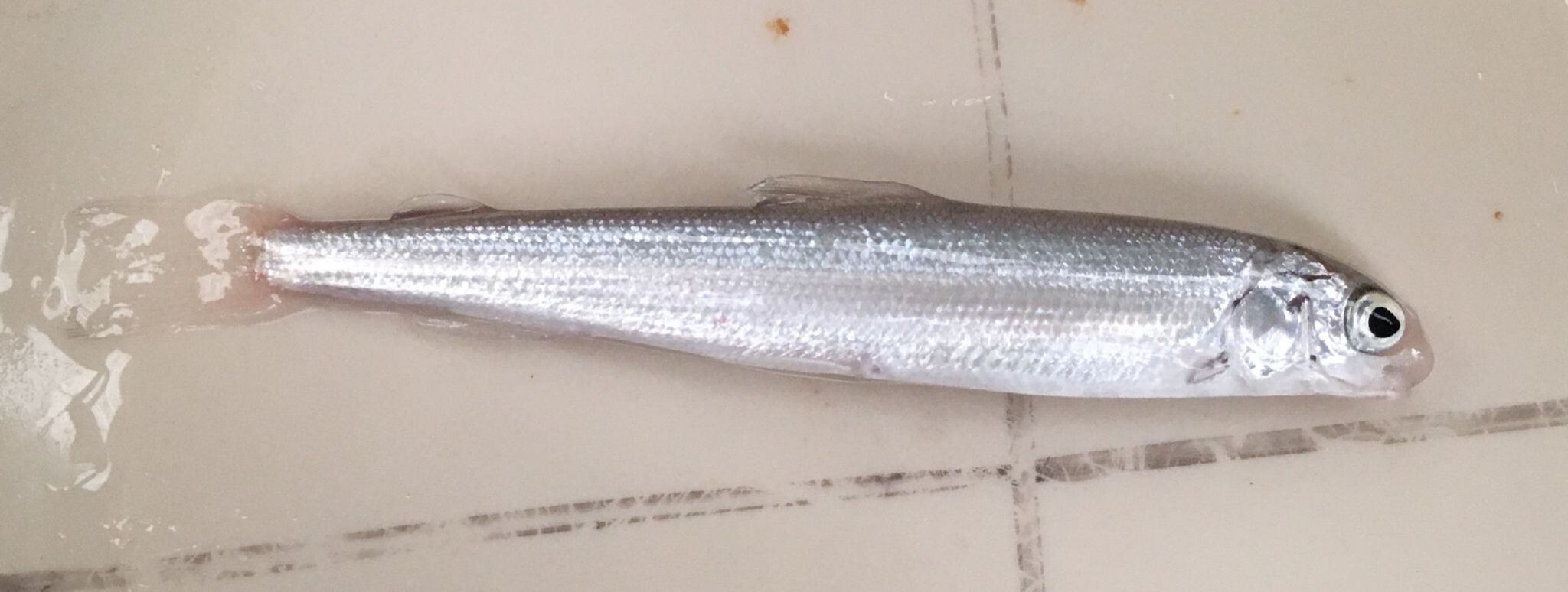 The adult round whitefish averages 8-12 inches in length and can reach nearly two-feet. This fish shown here is a juvenile. Image courtesy of U.S. Fish and Wildlife Service