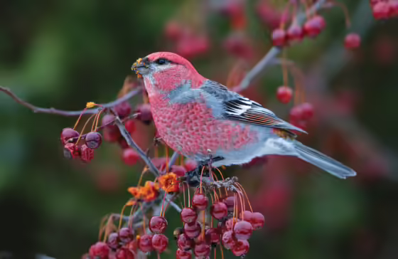 Finch forecast: tracking winter birds