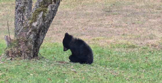 Baby black bear’s rescue is just right