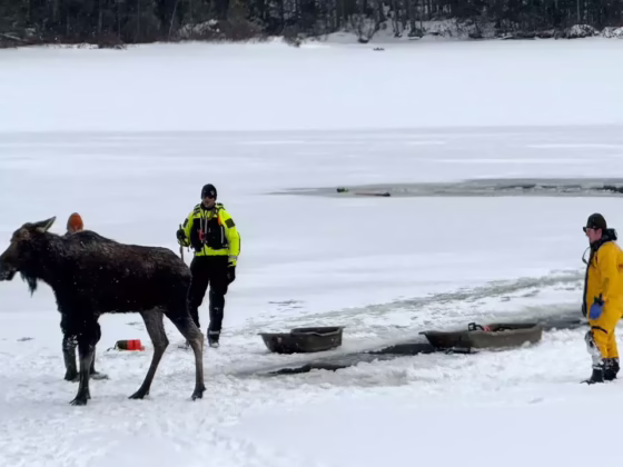 An unusual search and rescue, involving a moose