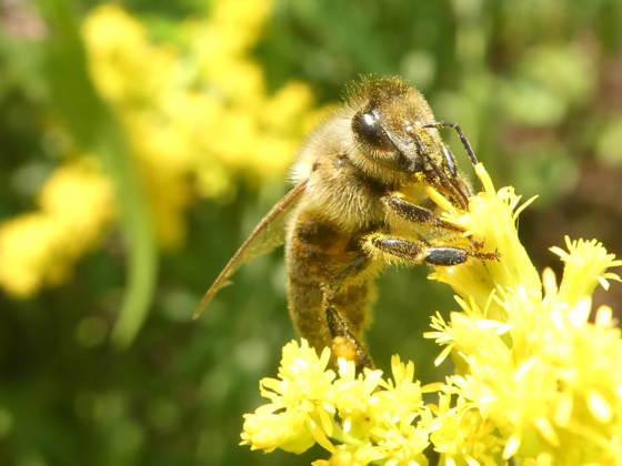 Adirondack beekeepers report surge in hive loss