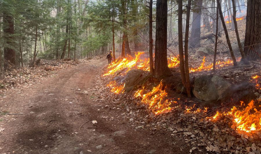 fire burning in the forest