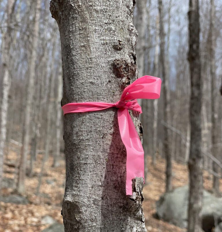 pink ribbon tied around a tree
