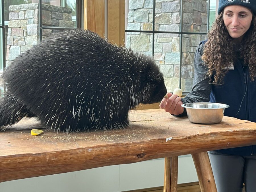 A porcupine at The Wild Center